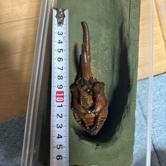 ヘラクレスオオカブト蛹⑤