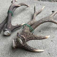 鹿の角入荷