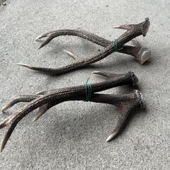 鹿の角入荷の画像
