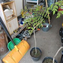 ★★春の山菜（タラの芽）『天然タラの木（幼木苗）』耐寒性宿根多年樹★★の画像