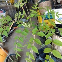 ★★春の山菜（タラの芽）『天然タラの木（幼木苗）』耐寒性宿根多年樹★★の画像