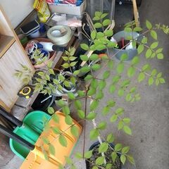 ★★春の山菜（タラの芽）『天然タラの木（幼木苗）』耐寒性宿根多年樹★★の画像