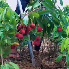 今季第二弾の収穫による10個！【初心者OK】発芽寸前の新鮮な　レ...