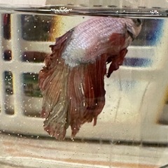 ベタ♂　もらってくれませんか？
