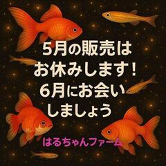 はるちゃんファ〜厶５月の販売お休みのお知らせ