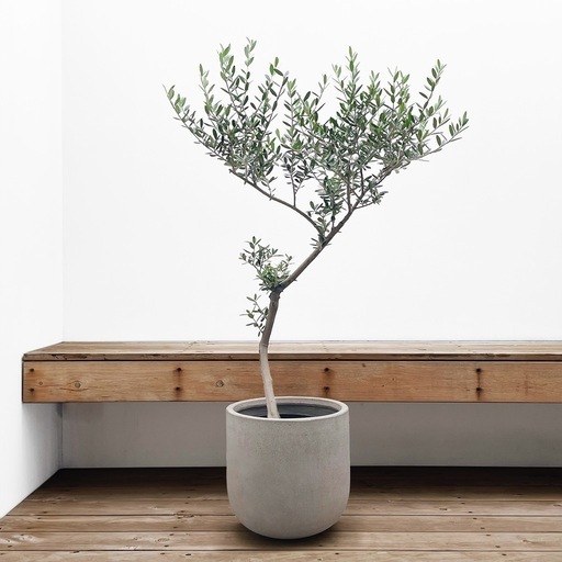 観葉植物 オリーブ