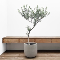 観葉植物 オリーブ

