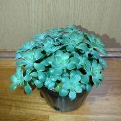 多肉植物　マッコス