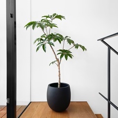 観葉植物 ツピタンサス