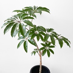 観葉植物 ツピタンサスの画像