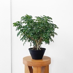 観葉植物 シェフレラ　コンパクタ