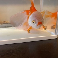 ハーフムーンオランダの画像
