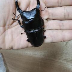 国産オオクワガタ能勢SR血統ペア　♂79.5㍉♀51㍉