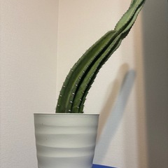 観葉植物　柱サボテン