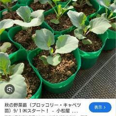 野菜の苗や種