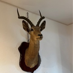 鹿の剥製