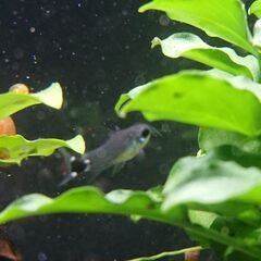🐟コリドラス ハステータス