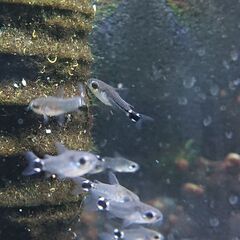🐟コリドラス ハステータスの画像