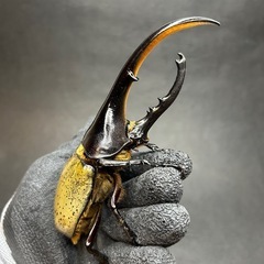 【GW価格】ヘラクレスオオカブト♂単品140mm
