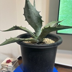 観葉植物アガベ　　の画像