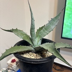 観葉植物アガベ　　