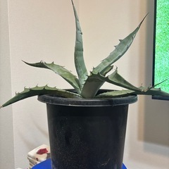 観葉植物アガベ　　の画像
