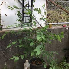 ヤマコウバシ１３０センチの画像