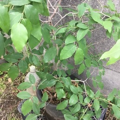 ヤマコウバシ１３０センチの画像