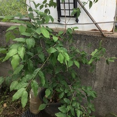 ヤマコウバシ１３０センチの画像