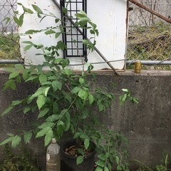 ヤマコウバシ１３０センチ