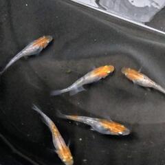 ミックス系透明鱗三色メダカ5匹（♂2♀3）