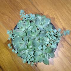 【決まりました】多肉植物　クリスマスイブ(エケベリア)の画像