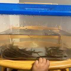 ドジョウ　1匹100円