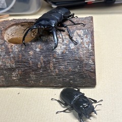 カブクワパラワンオオヒラタクワガタ