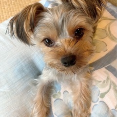 前回やり取りしていた方を探しています。1歳6ヶ月ヨークシャーテリア