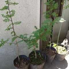 ★★『山椒（サンショウ）／オスの木（葉サンショウ）』（幼木苗）／耐寒性宿根多年樹★★の画像