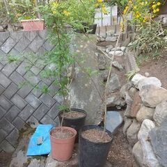 ★★『山椒（サンショウ）／オスの木（葉サンショウ）』（幼木苗）／耐寒性宿根多年樹★★の画像