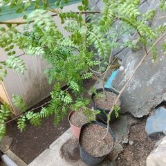 ★★『山椒（サンショウ）／オスの木（葉サンショウ）』（幼木苗）／耐寒性宿根多年樹★★の画像