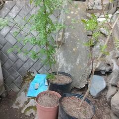 ★★『山椒（サンショウ）／オスの木（葉サンショウ）』（幼木苗）／耐寒性宿根多年樹★★の画像