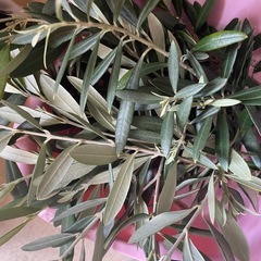 オリーブ　挿し木　20本　カット枝の画像