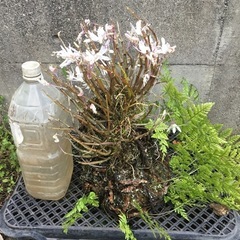 セッコク　シノブの画像