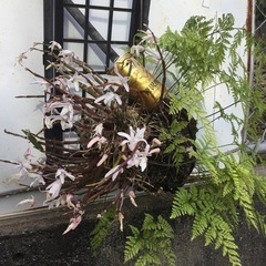 セッコク　シノブの画像