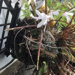 セッコク　シノブの画像