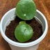 ランキングキーワードに紐づく投稿画像-観葉植物