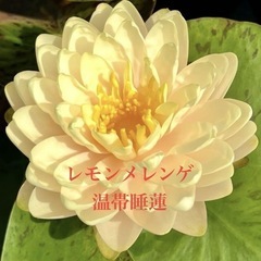🌸睡蓮（レモンメレンゲ ）1ポット¥700