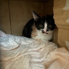 三毛猫 1歳になりました💖 - 熊本市