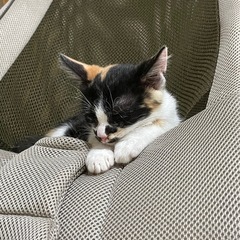 三毛猫 子猫