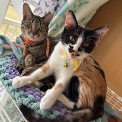 三毛猫 1歳になりました💖 - 猫