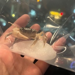 日本淡水魚ください