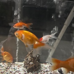 金魚　津軽錦の画像